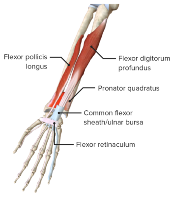 Anterior view of the right forearm, featuring the muscles of the deep layer of the anterior compartment
