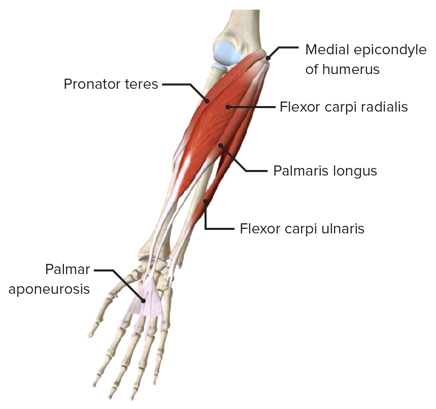 proximal forearm