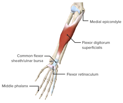 Forearm: Anatomy | Concise Medical Knowledge