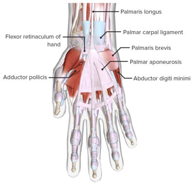 Hand: Anatomy | Concise Medical Knowledge