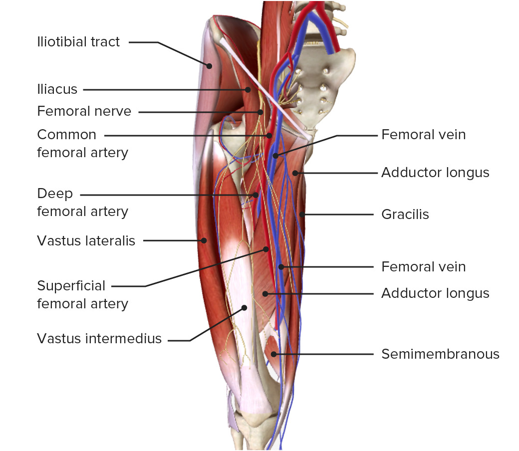 Anterior view of the right thigh featuring course and branches of the profunda brachii artery
