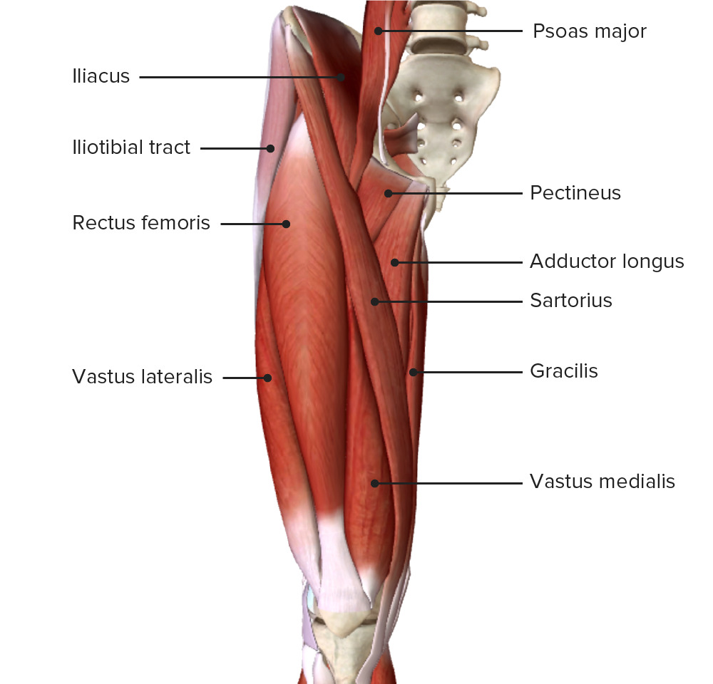 femur anatomy muscles