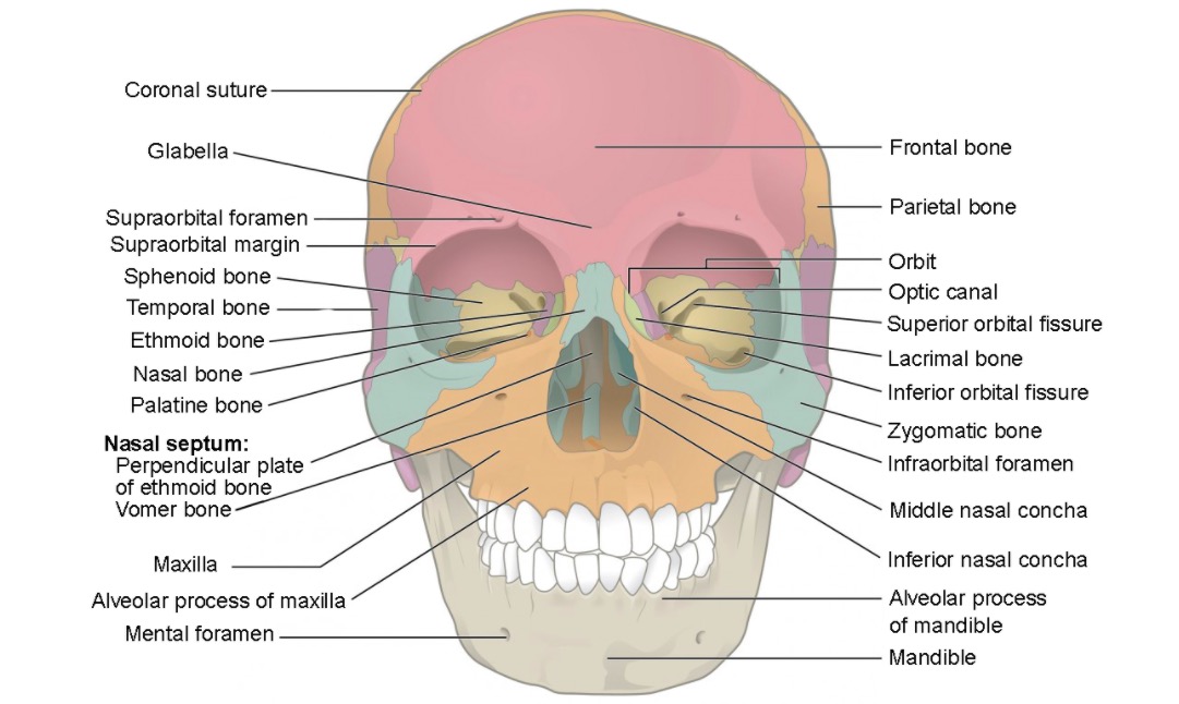 Vista anterior del cráneo