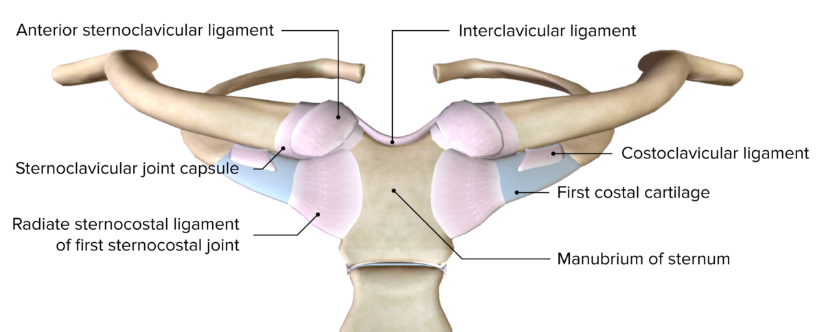 Vista anterior da articulação esternoclavicular