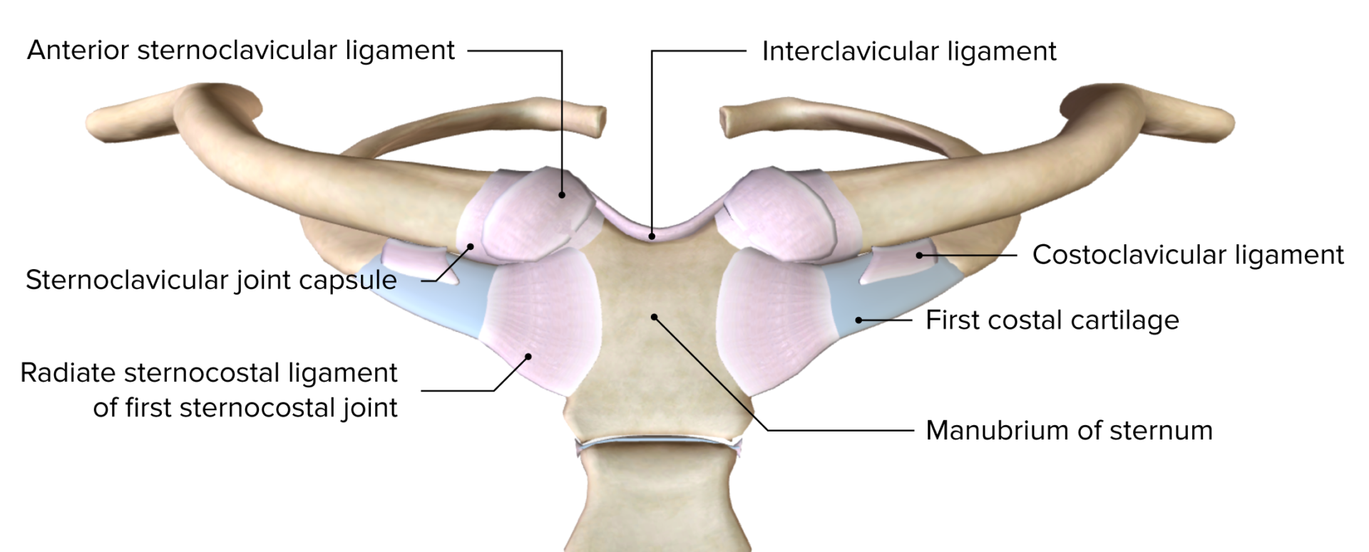Shoulder Joint Anatomy Concise Medical Knowledge