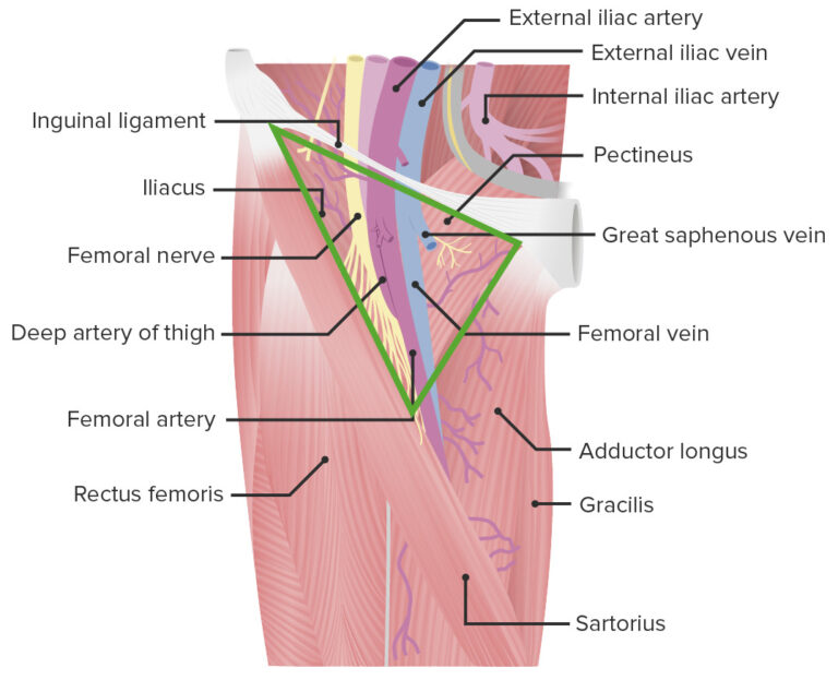 Femoral Region and Hernias: Anatomy - Lecturio Medical