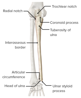 Forearm: Anatomy | Concise Medical Knowledge