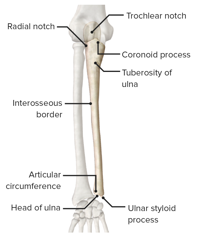Anterior view of the ulna featuring its bony landmarks and articular surfaces