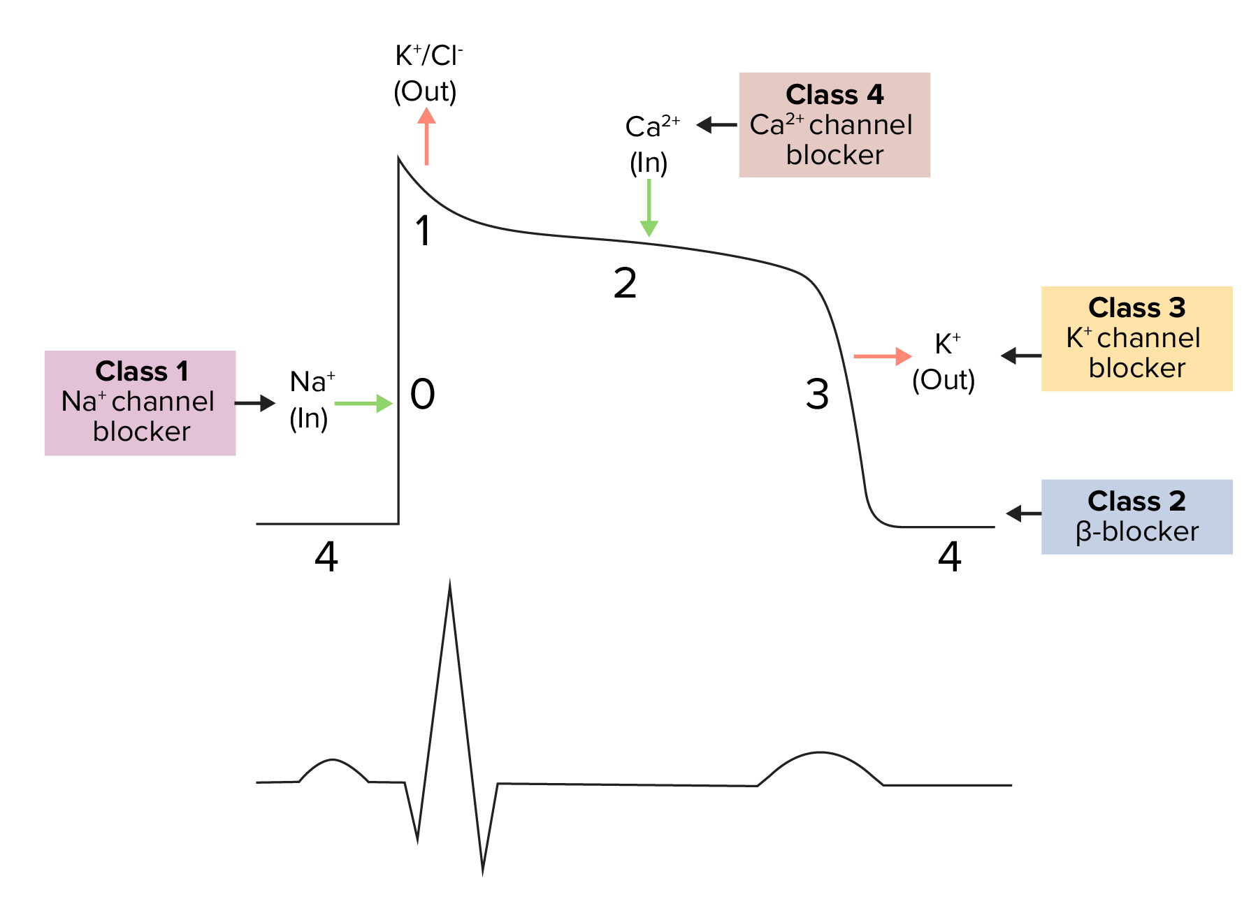 Class 4 Antiarrhythmic Drugs (Calcium Channel Blockers) | Concise ...