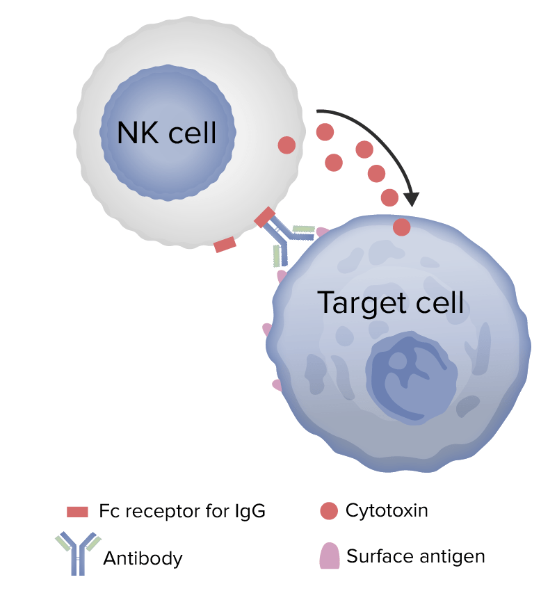 Antibody-dependent cellular cytotoxicity