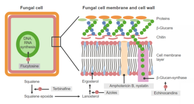 Antifungal agents and mechanisms of action