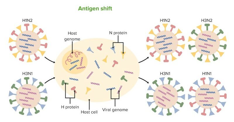 h protein antigenic shift or antigenic drift