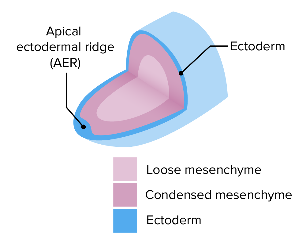 Apical ectodermal ridge