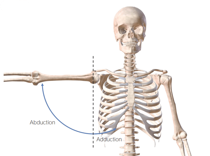 Arm abduction and adduction