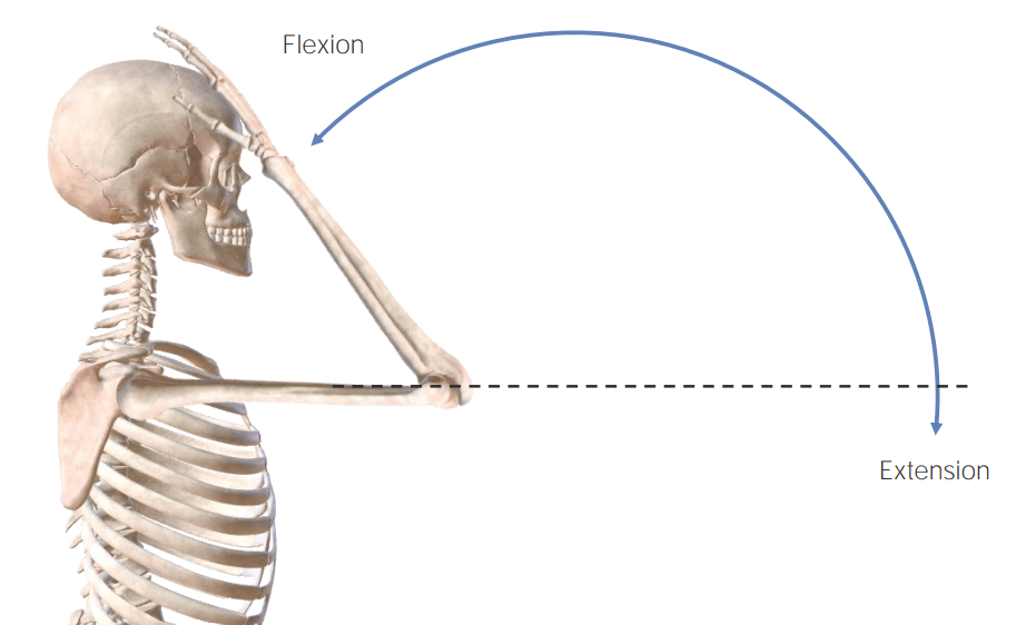 Arm flexion and
