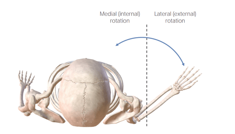 Anatomical Terminology | Concise Medical Knowledge