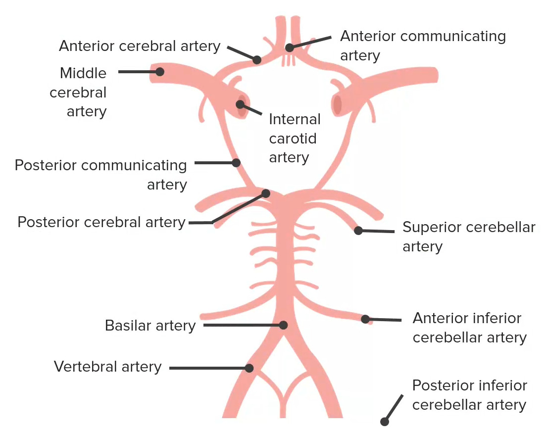 Arterial supply—circle of willis