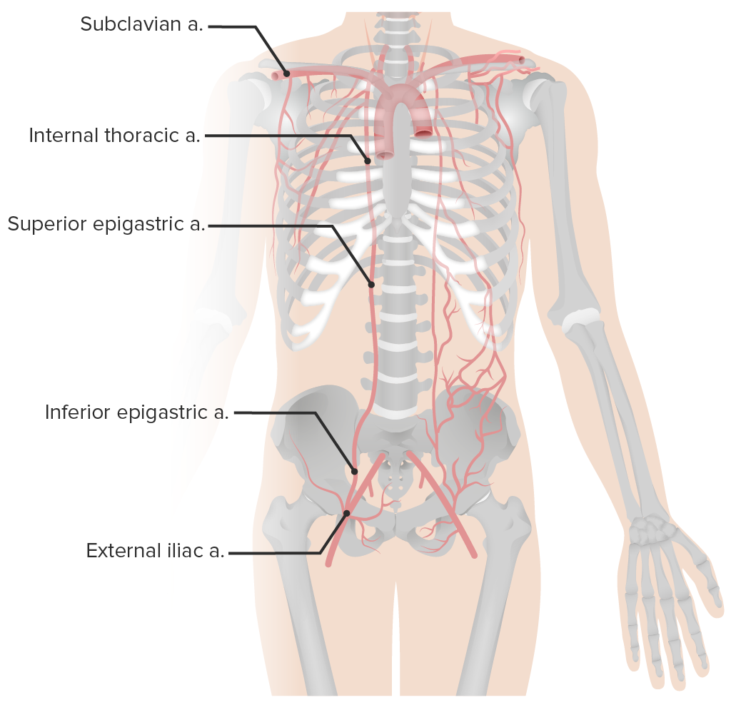 LAPAROSCOPY Origin: Greek Lapara- the soft parts of the body between the  rib margins and hips- the flank or loin  Skopein, which means to see or  view. - ppt download