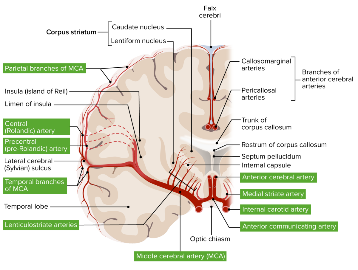 Arterial supply of the basal ganglia