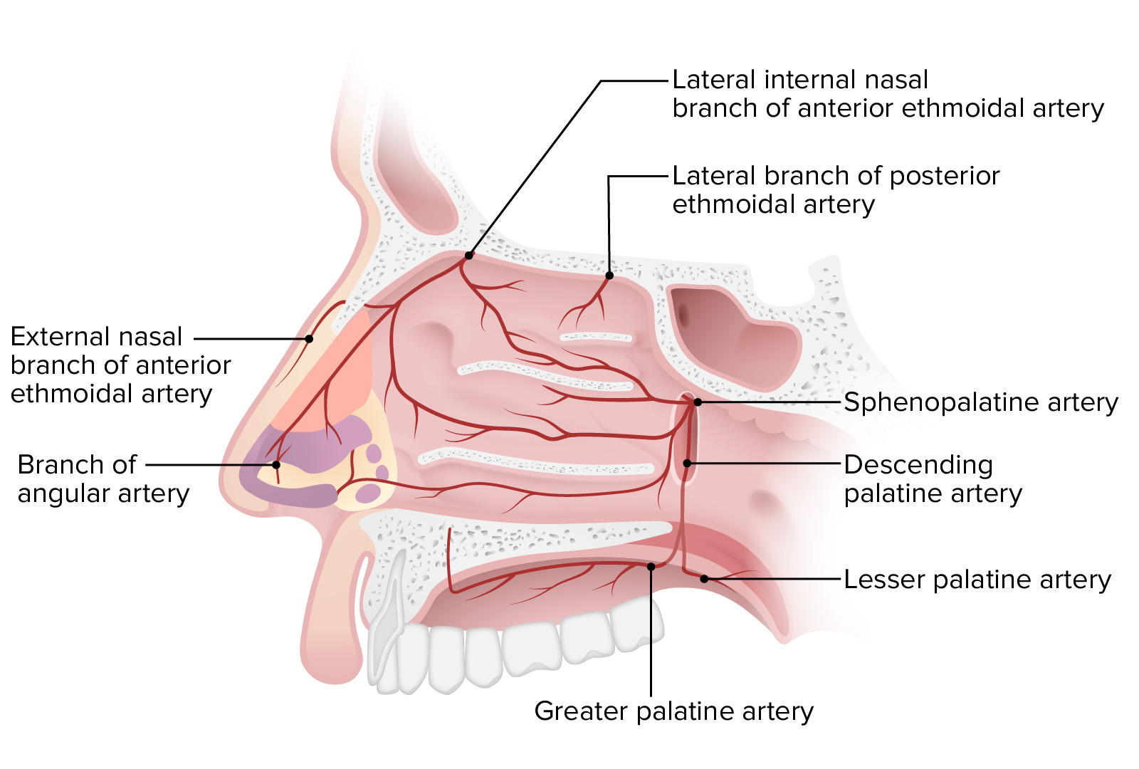 parts of nose and its function