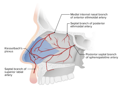 Nose Anatomy (External & Internal) | Concise Medical Knowledge