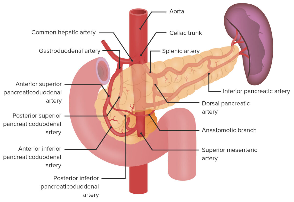 Arterial supply of the pancreas