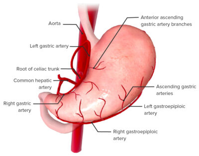 Arterial supply of the stomach