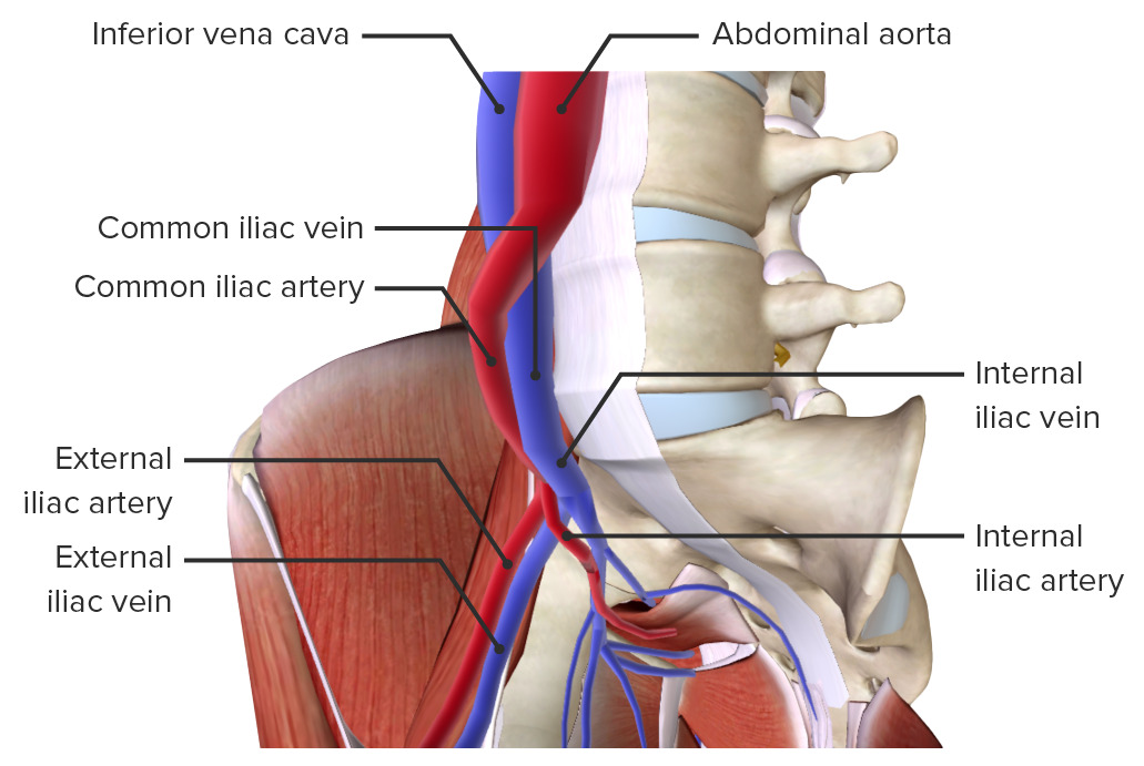 Arterias y venas de la pelvis.