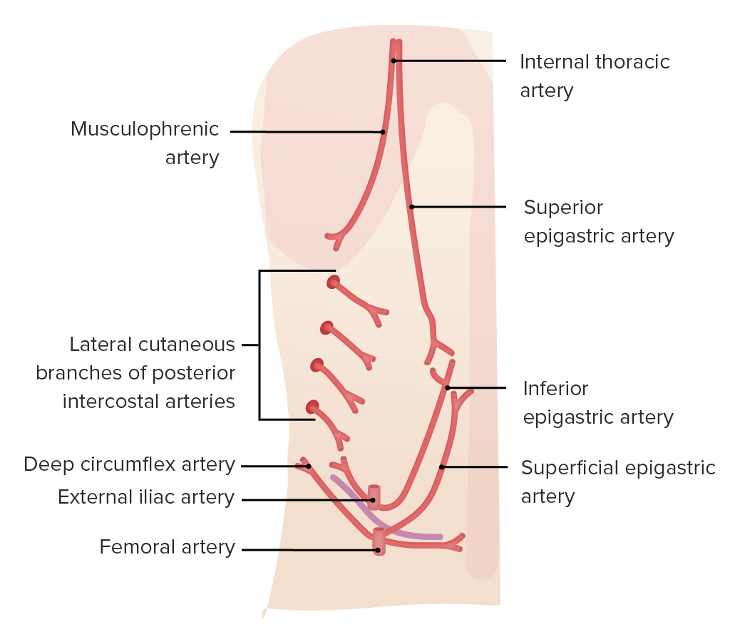 Arterias de la pared abdominal anterior y lateral.