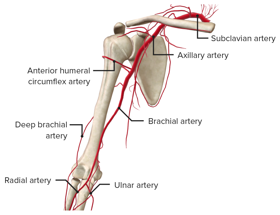 Arteries of the arm