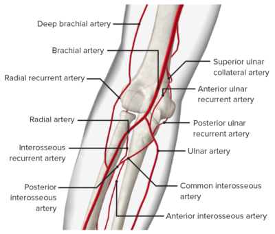 Elbow Joint: Anatomy [+video] - Lecturio Medical