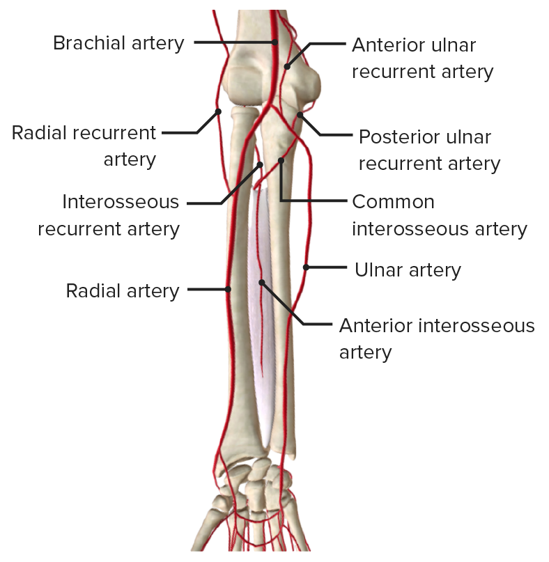 Arteries of the forearm