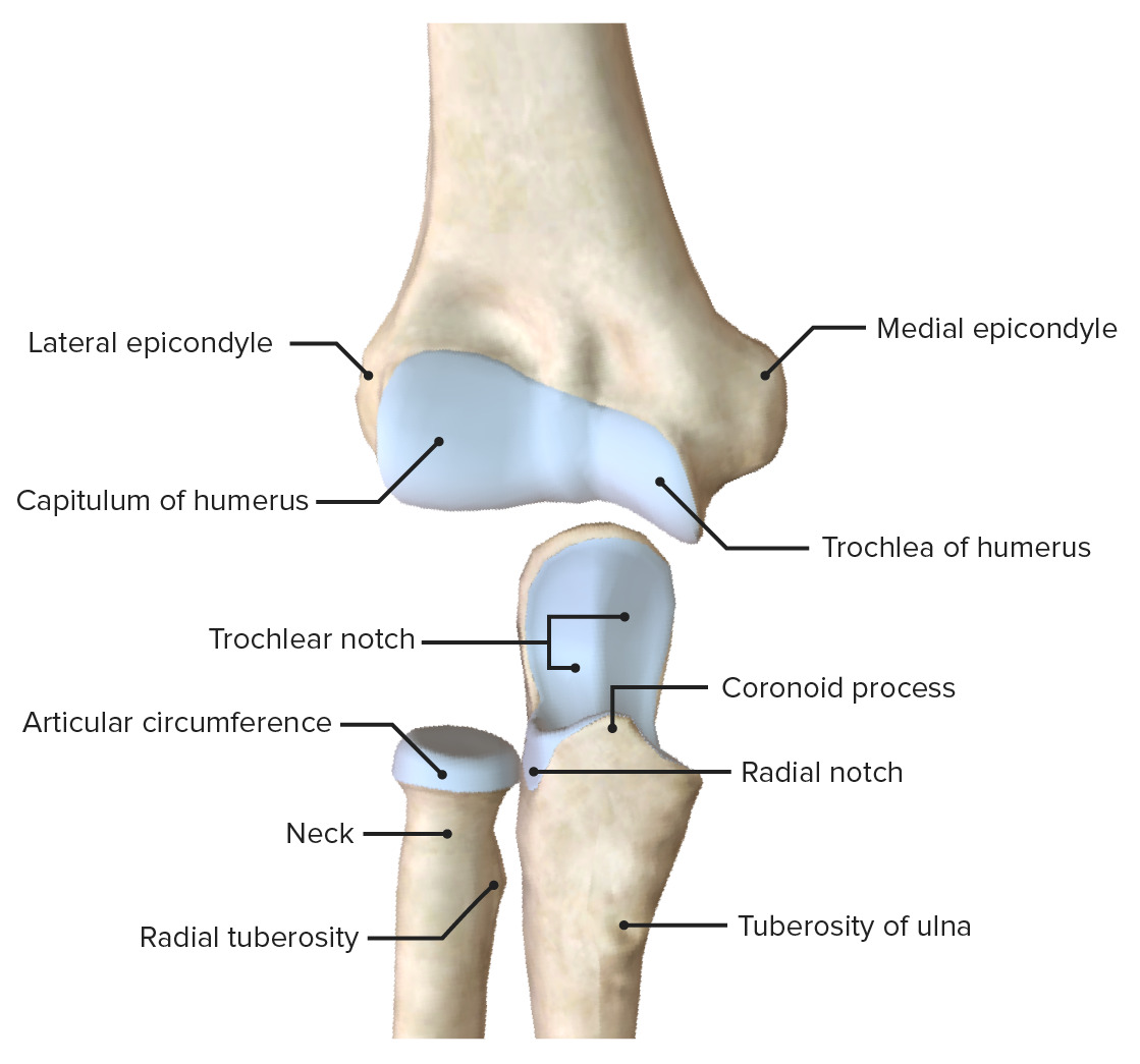 Articular surfaces of the elbow joint