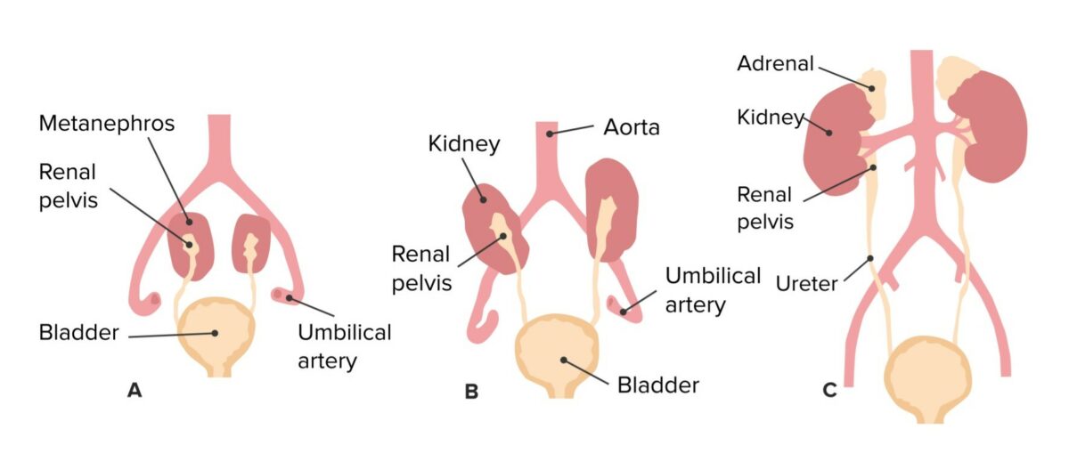 Ascensão dos rins e alteração correspondente no suprimento vascular