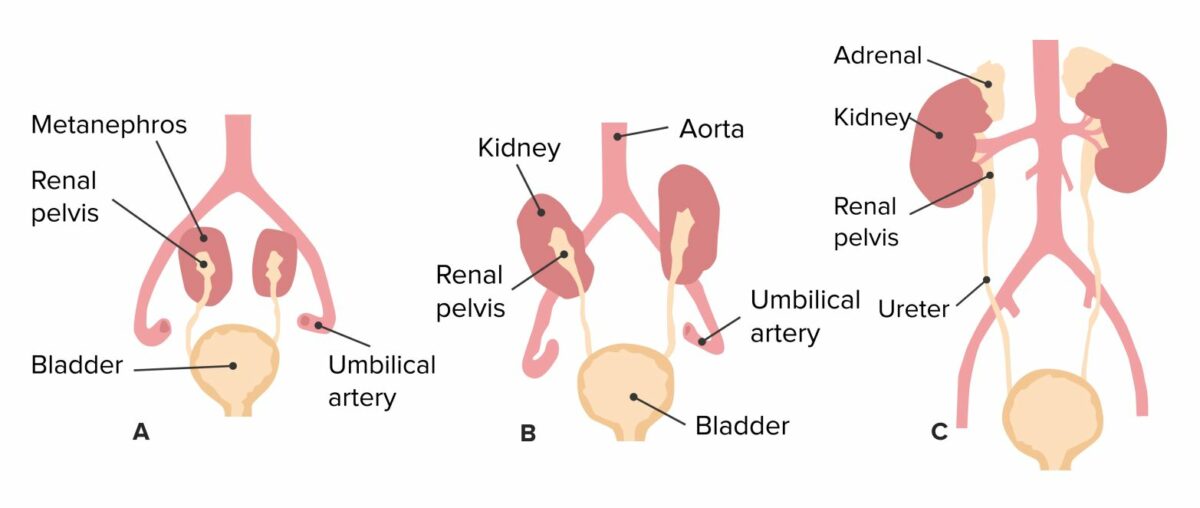 Ascent of the kidneys and development of the structures of the urinary tract
