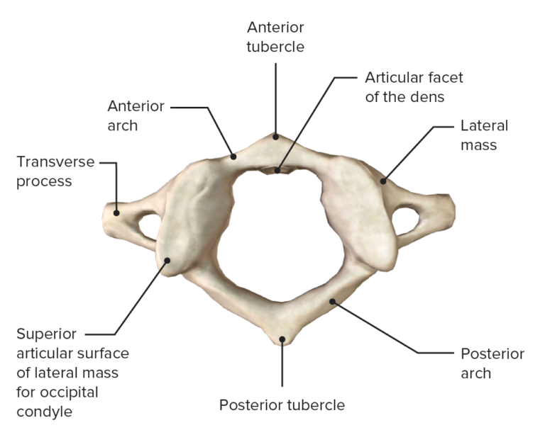 Vertebral Column: Anatomy | Concise Medical Knowledge