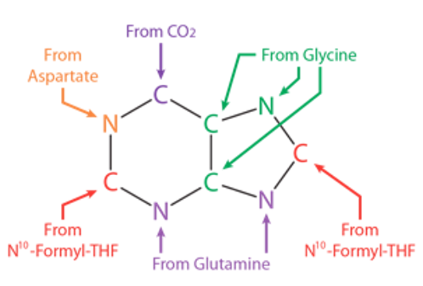 Atom sources for purine synthesis