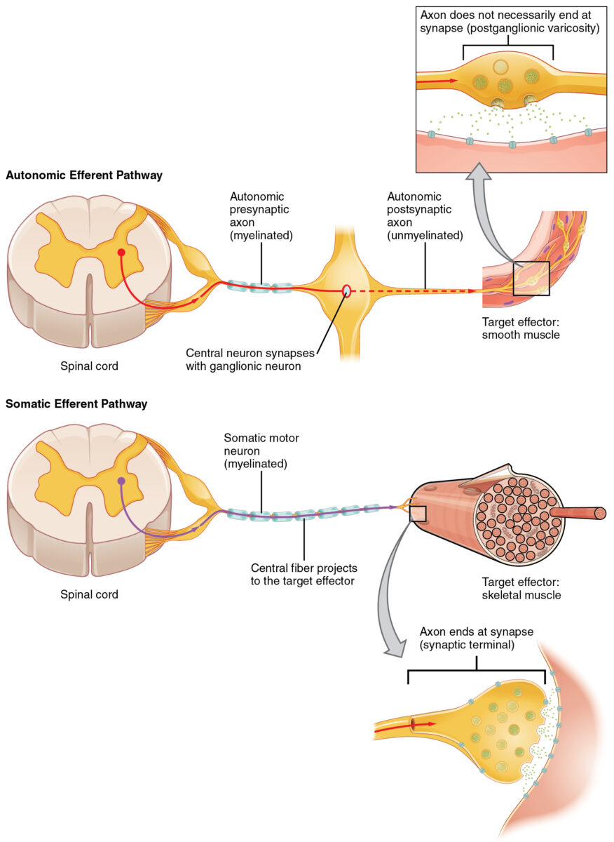 Autonomic efferent pathway vs. Somatic efferent pathway