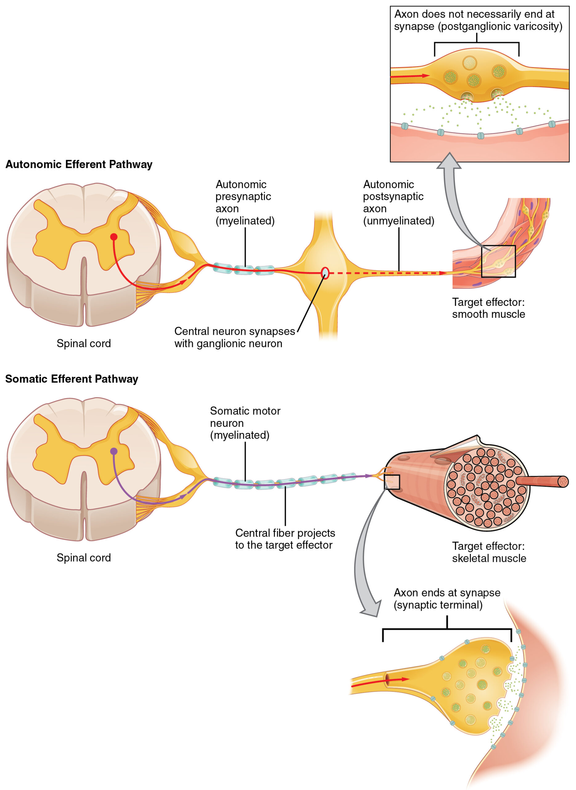 autonomic nervous system spinal cord