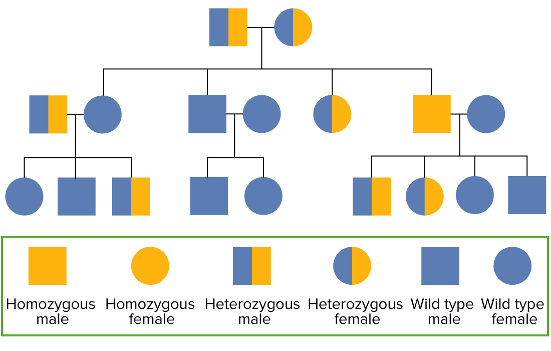 Autosomal recessive pedigree chart
