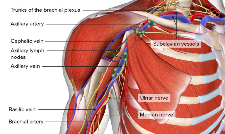 Axilla and Brachial Plexus: Anatomy | Concise Medical Knowledge