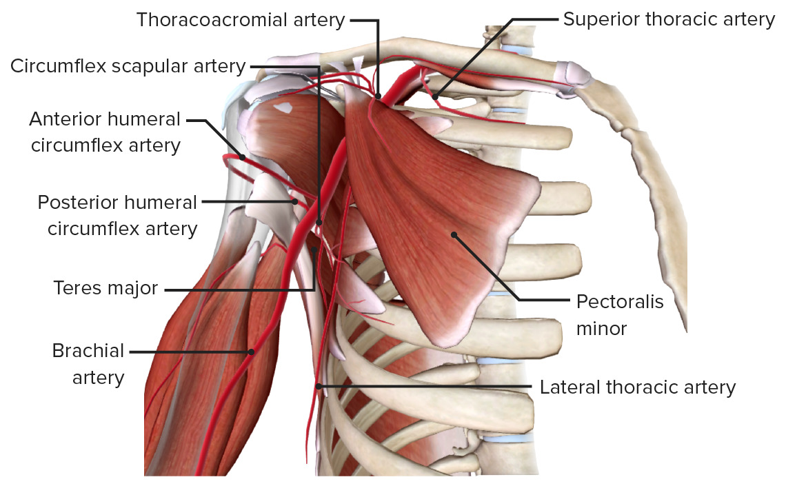 Axilla And Brachial Plexus Anatomy Concise Medical Knowledge