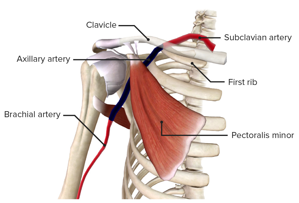 Axillary Artery Axillary Artery Vet Anatomy IMAIOS