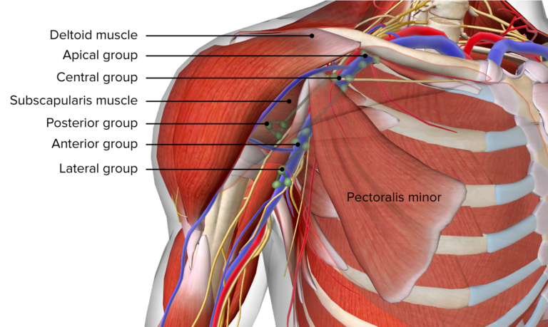 Axilla and Brachial Plexus: Anatomy | Concise Medical Knowledge