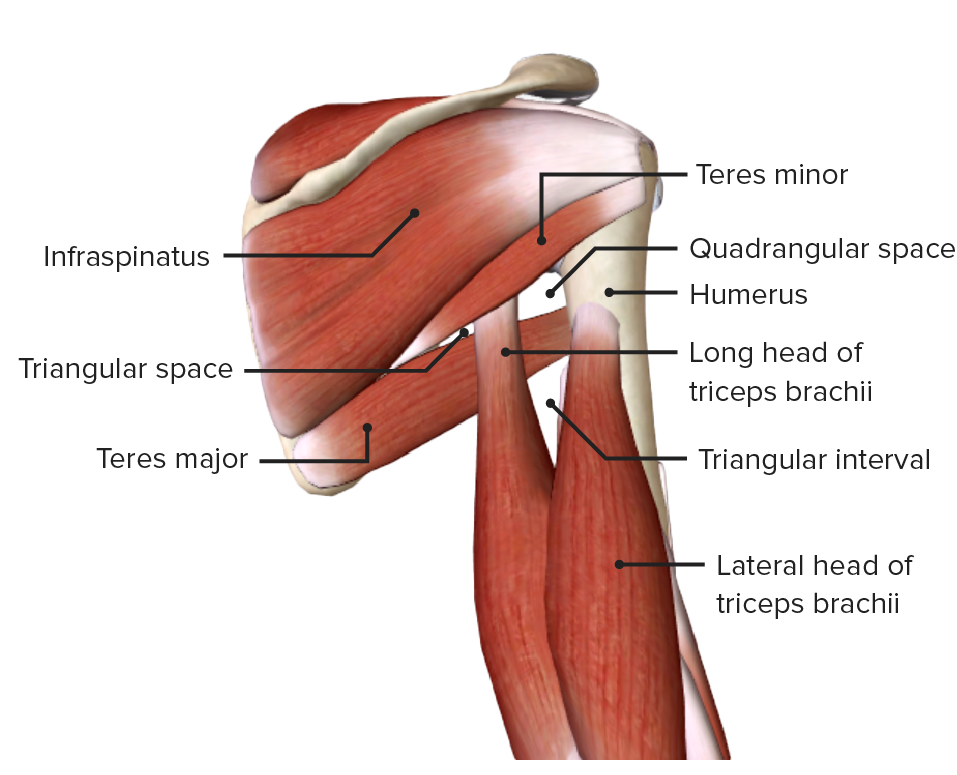 Axillary spaces (posterior view)