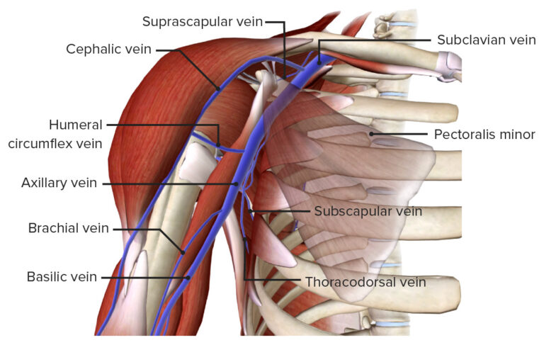 Axilla And Brachial Plexus Concise Medical Knowledge