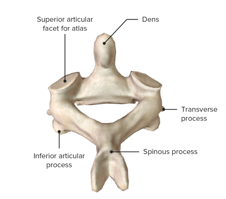 Vertebral Column: Anatomy | Concise Medical Knowledge