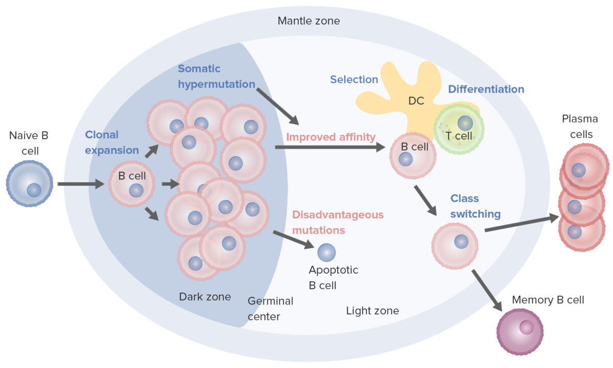 B-cell activation and maturation processes in the germinal center