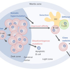 B-cell activation and maturation processes in the germinal center