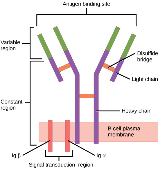 Receptor de células b (bcr)